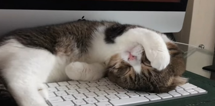 あざとい 寝相まで可愛い子猫 ニクキューチャンネル 可愛くて面白い 動物たちの画像や情報を配信