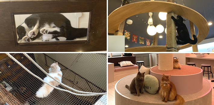 福岡の猫カフェ一覧 アクセス良好の癒しスポット ニクキューチャンネル 可愛くて面白い 動物たちの画像や情報を配信