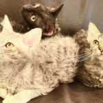 【珍しい猫種】ウェーブヘアーの可愛い猫種３選