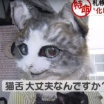 札幌市で化け猫が出現！？その正体は！？