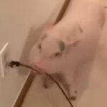 豚が賢いという証明動画「掃除機うるさいからこうしてやる」