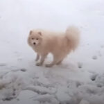 北極海に取り残されたサモエド犬、怪我はあるものの無事救出