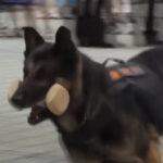 【犬のお仕事】警察犬の普段の訓練は何をするの？
