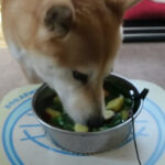 【ASMR】お野菜スープご飯を食べる柴犬さん【一心不乱】