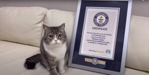 【祝】日本の大人気猫「もちまる」さん、世界ギネス記録に認定！！