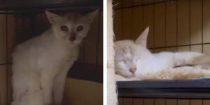 【沖縄猫】野良猫が保護されてからのビフォーアフター