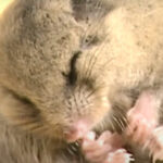【珍獣】ニホンヤマネ（冬眠鼠）は１年の半分ぐらい寝てるらしい